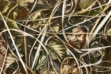 Detalhe da natureza com efeito fosco
