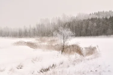Árvore de inverno coberta de gelo