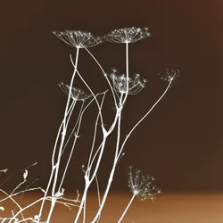 Formas botânicas luminosas