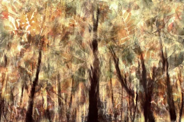 Floresta do Outono Dourado