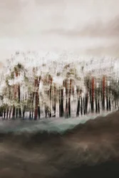A serenidade da floresta enevoada