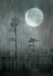 Floresta da Lua Ennevoada
