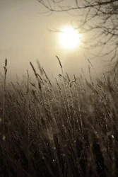 Sol matinal enevoado