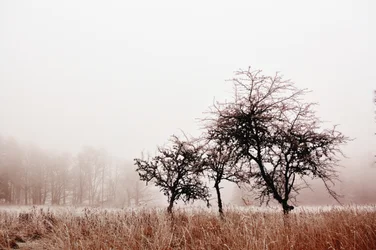 Árvores enevoadas no inverno