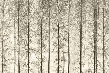 Árvores de inverno a preto e branco