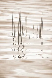 Reflexões sobre a relva serena