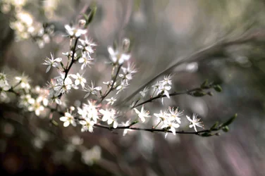 Flor de amora