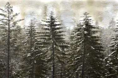 Floresta nevada no inverno