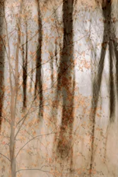 Bosques Suaves de Outono