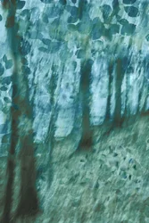 Floresta Azul-Esverdeada Suave