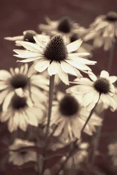Coneflowers em tons suaves de sépia