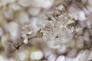 Delicadas flores da primavera