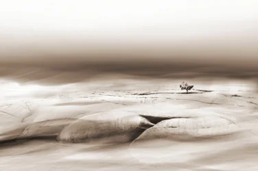 Árvore solitária no deserto