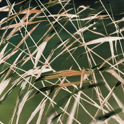 Resumo de «Whispering Reeds»