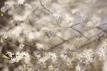 Flores brancas da primavera
