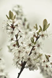 Flores brancas da primavera