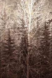 Luz da Floresta de Inverno