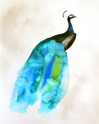 Pavão fluido azul-esverdeado