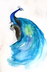 Majestoso pavão azul