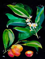 Frutos e flores de laranjeira