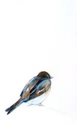 Aquarela de um pardal pousado