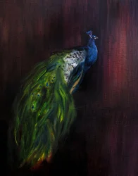 Retrato régio de pavão