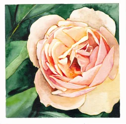 Rosa Pêssego Suave