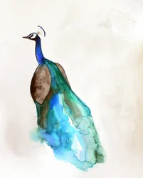 Pavão azul vibrante