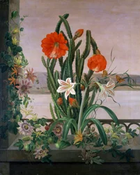 Natureza morta de cactos, lírios e maracujás no parapeito da janela. Pintura de Christine Marie Lovmand (1803-1872). Coleção particular.