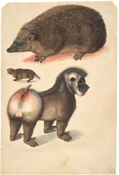 Um ouriço, um castor e um babuíno macho