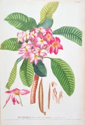 Plumeria: de Plantae Selectae, de Christoph Jacob Trew e Georg Dionysius Ehret (1710-70); Frangipanier;
