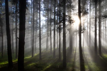 Raios de sol na floresta enevoada