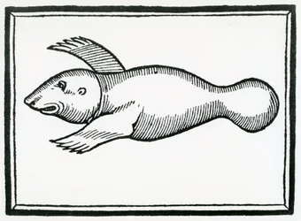 Um peixe chamado &39;Manati&39; da &39;História Geral das Índias&39; 1547