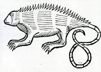 Iguana da "História Geral das Índias" 1547