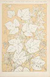 Folhas da natureza, 1868 (cromolitho)