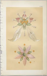 A arte do design decorativo: com um apêndice, dando as horas do dia em que as flores abrem, publicado pela Day & Son, Londres, 1862
