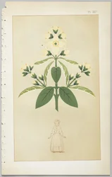 A arte do design decorativo: com um apêndice, dando as horas do dia em que as flores abrem, publicado pela Day & Son, Londres, 1862