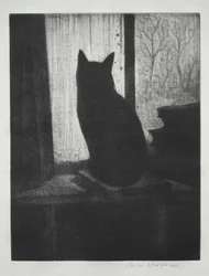 O gato