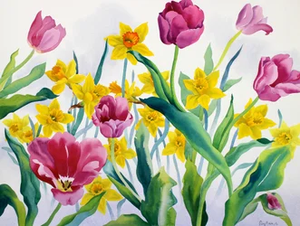 Narcisos e tulipas (aquarela sobre papel)
