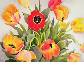 Tulipas laranja e vermelhas (wc)