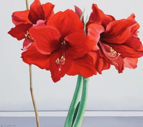 Amaryllis vermelho (aguarela sobre papel)