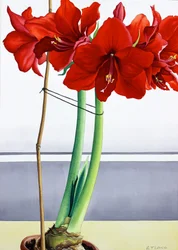 Vermelho Amaryllis 2 (aguarela sobre papel)