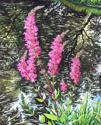 Loosestrife selvagem (aquarela sobre papel)