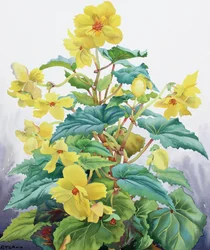 Begônia Amarela 2