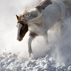 Cavalo em movimento na neve