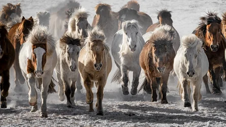 A investida dos cavalos selvagens