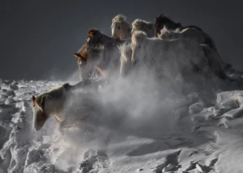 Cavalos selvagens na neve