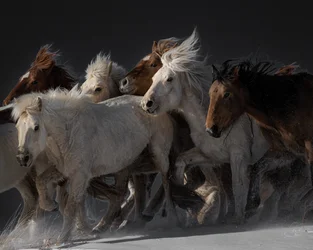 Cavalos selvagens a correr