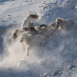Cavalos selvagens a correr na neve
