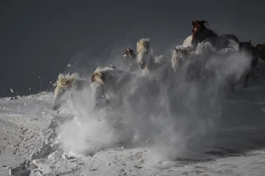Cavalos selvagens a correr na neve
